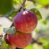 Lei-Appel (Malus Domestica 'Red Devil') -Goedkope Tuin Sprankel Winkel malusreddevilv01 1