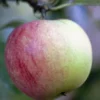 Lei-Appel (Malus Domestica 'Worcester Pearmain') -Goedkope Tuin Sprankel Winkel malusworcesterpearmainv01 1