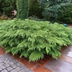 Valse Jeneverbes (Microbiota Decussata) -Goedkope Tuin Sprankel Winkel microbiota decussata