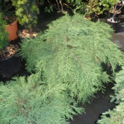 Valse Jeneverbes (Microbiota Decussata) -Goedkope Tuin Sprankel Winkel microbiota decussata 60 80 c12