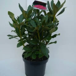 Rhododendron (Rhododendron 'Nova Zembla') -Goedkope Tuin Sprankel Winkel nova zembla c5 voor