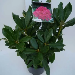 Rhododendron (Rhododendron 'Nova Zembla') -Goedkope Tuin Sprankel Winkel nova zembla c5 zij