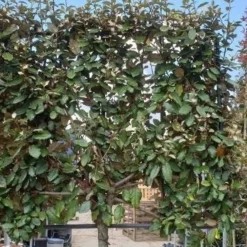 Olijfwilg Halfstam Als Leiboom (Elaeagnus Ebbingei) -Goedkope Tuin Sprankel Winkel olijfwilg scherm