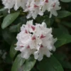 Rhododendron (Rhododendron 'Schneeauge') -Goedkope Tuin Sprankel Winkel papr00234