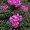Rhododendron (Rhododendron 'Graziella') -Goedkope Tuin Sprankel Winkel papr00291