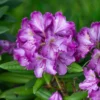 Rhododendron (Rhododendron 'Bohlkens Lupinenberg') -Goedkope Tuin Sprankel Winkel papr01213