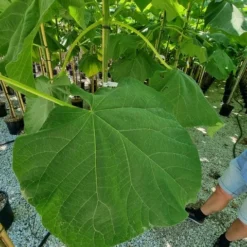 Anna Paulownaboom (Paulownia Fortunei 'Fast Blue') -Goedkope Tuin Sprankel Winkel paulownia fortunei fast blue 2 1