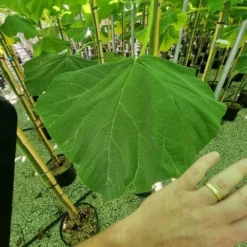 Anna Paulownaboom (Paulownia Fortunei 'Fast Blue') -Goedkope Tuin Sprankel Winkel paulownia fortunei fast blue 3 1