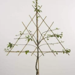 Lei-Peer (Pyrus Communis 'Bonne Louise D'Avranches') -Goedkope Tuin Sprankel Winkel peer leirek 2 1