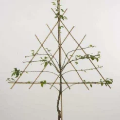 Lei-Peer (Pyrus Communis 'Clapp's Favourite') -Goedkope Tuin Sprankel Winkel peer leirek 2 2