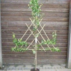 Lei-Peer (Pyrus Communis 'Concorde') -Goedkope Tuin Sprankel Winkel peer leirek 4