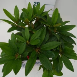 Rhododendron (Rhododendron 'Percy Wiseman') -Goedkope Tuin Sprankel Winkel percy wiseman c2 boven