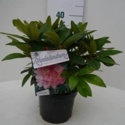 Rhododendron (Rhododendron 'Percy Wiseman') -Goedkope Tuin Sprankel Winkel percy wiseman c2 voor