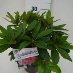 Rhododendron (Rhododendron 'Percy Wiseman') -Goedkope Tuin Sprankel Winkel percy wiseman c2 zij