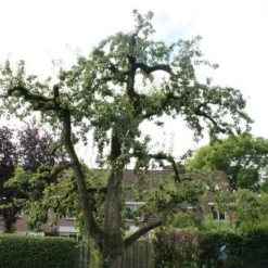 Wilde Perenboom (Pyrus Communis) -Goedkope Tuin Sprankel Winkel perenboom