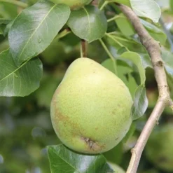 Wilde Perenboom (Pyrus Communis) -Goedkope Tuin Sprankel Winkel perenboom 1