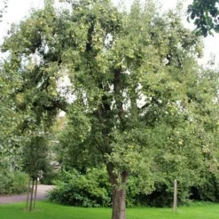 Wilde Perenboom (Pyrus Communis) -Goedkope Tuin Sprankel Winkel perenboom 2