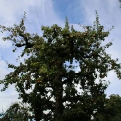 Wilde Perenboom (Pyrus Communis) -Goedkope Tuin Sprankel Winkel perenboom 4