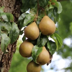 Wilde Perenboom (Pyrus Communis) -Goedkope Tuin Sprankel Winkel perenboom 5