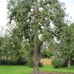 Wilde Perenboom (Pyrus Communis) -Goedkope Tuin Sprankel Winkel perenboom 6