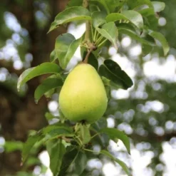 Wilde Perenboom (Pyrus Communis) -Goedkope Tuin Sprankel Winkel perenboom 7