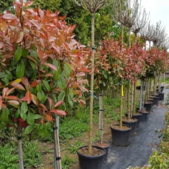 Glansmispel Op Stam (Photinia Fraseri 'Red Robin') -Goedkope Tuin Sprankel Winkel photinia