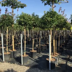 Glansmispel Op Stam (Photinia Fraseri 'Red Robin') -Goedkope Tuin Sprankel Winkel photinia 120 140cm stam 2