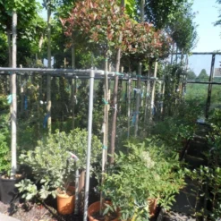 Glansmispel Op Stam (Photinia Fraseri 'Little Red Robin') -Goedkope Tuin Sprankel Winkel photinia fraseri little red robin 150stam c20