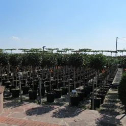 Glansmispel Op Stam (Photinia Fraseri 'Little Red Robin') -Goedkope Tuin Sprankel Winkel photinia fraseri little red robin halfstam