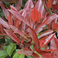 Glansmispel Halfstam Als Leiboom (Photinia Fraseri 'Red Robin') -Goedkope Tuin Sprankel Winkel photinia fraseri red robin01