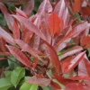 Glansmispel Als Leiboom (Photinia Fraseri 'Red Robin') -Goedkope Tuin Sprankel Winkel photinia fraseri red robin01 7 1