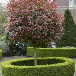 Glansmispel Als Boom (Photinia Fraseri 'Red Robin') -Goedkope Tuin Sprankel Winkel photinia fraseri red robin02