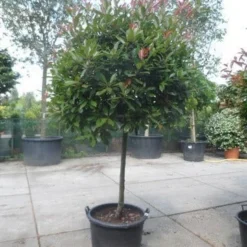 Glansmispel Op Stam (Photinia Fraseri 'Red Robin') -Goedkope Tuin Sprankel Winkel photinia fraseri red robin 100stam c160 solitair