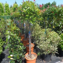 Glansmispel Op Stam (Photinia Fraseri 'Red Robin') -Goedkope Tuin Sprankel Winkel photinia fraseri red robin 100stam c20
