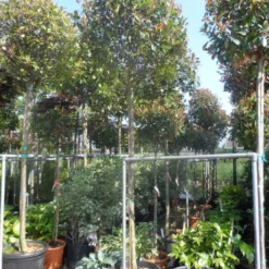 Glansmispel Als Boom (Photinia Fraseri 'Red Robin') -Goedkope Tuin Sprankel Winkel photinia fraseri red robin 12 14 16ho cont