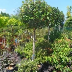 Glansmispel Op Stam (Photinia Fraseri 'Red Robin') -Goedkope Tuin Sprankel Winkel photinia fraseri red robin 120stam c50 extra