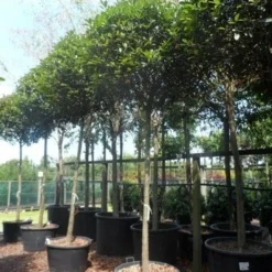 Glansmispel Als Boom (Photinia Fraseri 'Red Robin') -Goedkope Tuin Sprankel Winkel photinia fraseri red robin 18 20ho c160