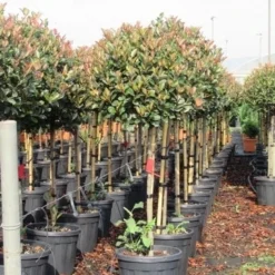 Glansmispel Op Stam (Photinia Fraseri 'Red Robin') -Goedkope Tuin Sprankel Winkel photinia fraseri red robin halfstam 6