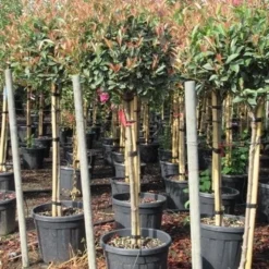 Glansmispel Op Stam (Photinia Fraseri 'Red Robin') -Goedkope Tuin Sprankel Winkel photinia fraseri red robin halfstam 7