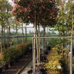 Glansmispel Als Leiboom (Photinia Fraseri 'Red Robin') -Goedkope Tuin Sprankel Winkel photinia lei 10 12cm 1