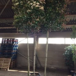 Glansmispel Als Leiboom (Photinia Fraseri 'Red Robin') -Goedkope Tuin Sprankel Winkel photinia lei 12 14cm 1