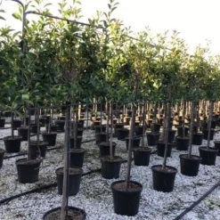 Glansmispel Halfstam Als Leiboom (Photinia Fraseri 'Red Robin') -Goedkope Tuin Sprankel Winkel photinia red robin 130cm stem leivorm