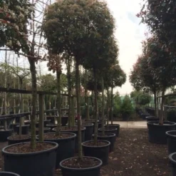 Glansmispel Als Boom (Photinia Fraseri 'Red Robin') -Goedkope Tuin Sprankel Winkel photinia red robin 2025