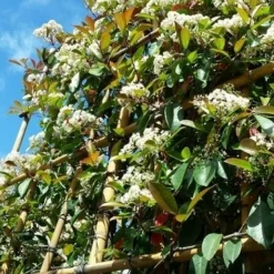 Glansmispel Als Leiboom (Photinia Fraseri 'Red Robin') -Goedkope Tuin Sprankel Winkel photinialeiboom01 1