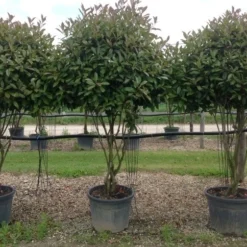 Meerstammige Glansmispel (Photinia Fraseri 'Red Robin') -Goedkope Tuin Sprankel Winkel photiniaredrobinmeerstammig01