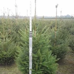 Fijnspar (Picea Abies) -Goedkope Tuin Sprankel Winkel picea abies 125 150 5 1