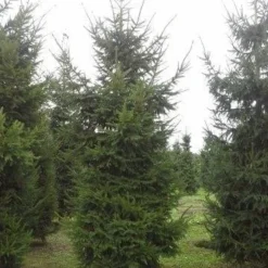 Fijnspar (Picea Abies) -Goedkope Tuin Sprankel Winkel picea abies 2 450 500 1