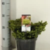 Kussenspar (Picea Abies 'Little Gem') -Goedkope Tuin Sprankel Winkel picea abies little gem winter c3 m