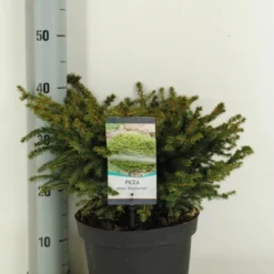 Spar (Picea Abies 'Nidiformis') -Goedkope Tuin Sprankel Winkel picea abies nidiformis c5 m