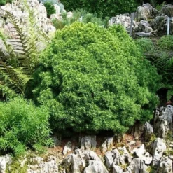Kogelspar (Picea Glauca 'Alberta Globe') -Goedkope Tuin Sprankel Winkel picea glauca alberta globe